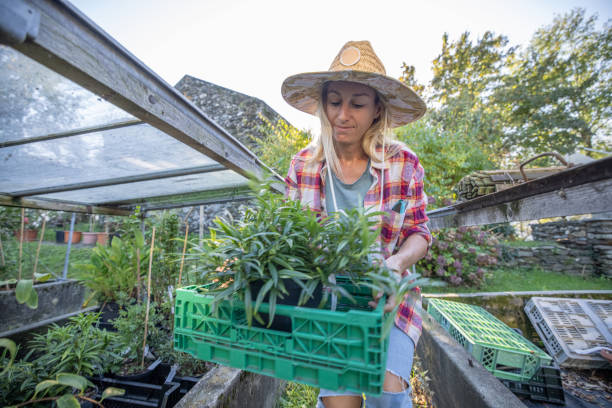 istock Farmer taking care of plants 1470024757