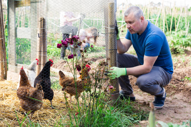 istock Male farmer checking poultry in his husbandry 1470024949