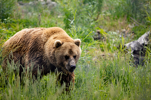 Brown Grizzly Bear Close Up in Canadian Forest in Summer, Waterton Lakes National Park, Alberta, Canada