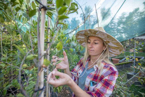 istock Harvesting and checking on plants, Local farmer 1470025633