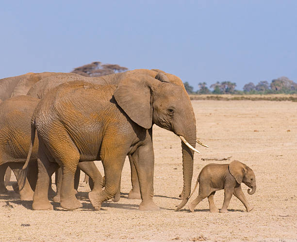istock elephant's family, amboseli, kenya 147002582