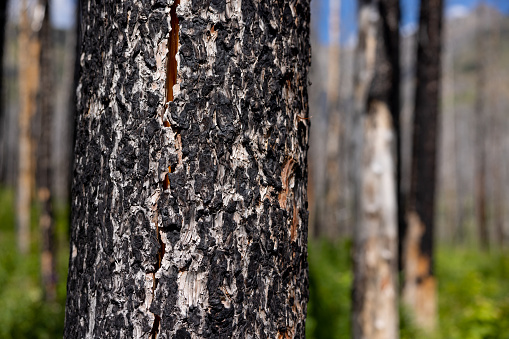 Burnt Forest and Trees Close-up in Waterton Lakes National Park after the 2017 huge Forest Fire.