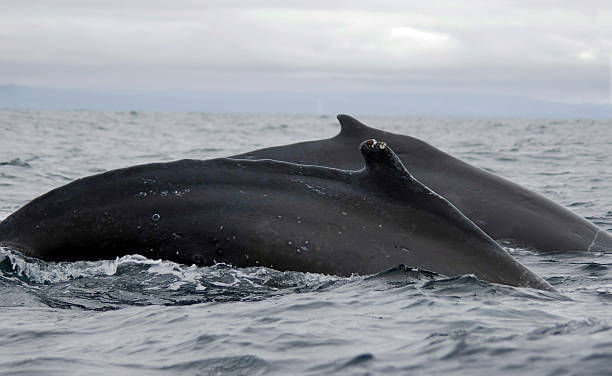 istock Diving humpback whales, Kamchatka 147002592