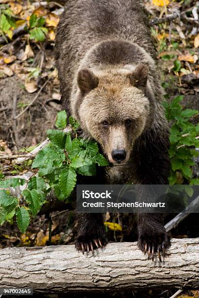 Dziki Grizzly - zdjęcia stockowe i więcej obrazów Agresja - Agresja, Bez ludzi, Brązowy