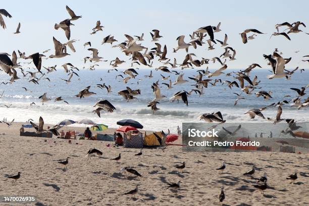 Seagulls Take Over The Beach Stock Photo - Download Image Now - Beach, Beach Umbrella, Color Image