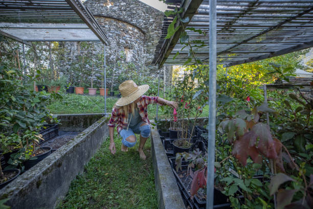 istock Harvesting and checking on plants, Local farmer 1470026980