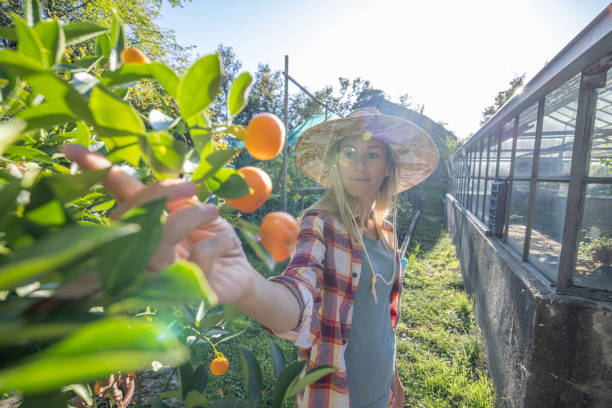 istock Local sustainable farmer picking up oranges, Healthy lifestyle 1470028103