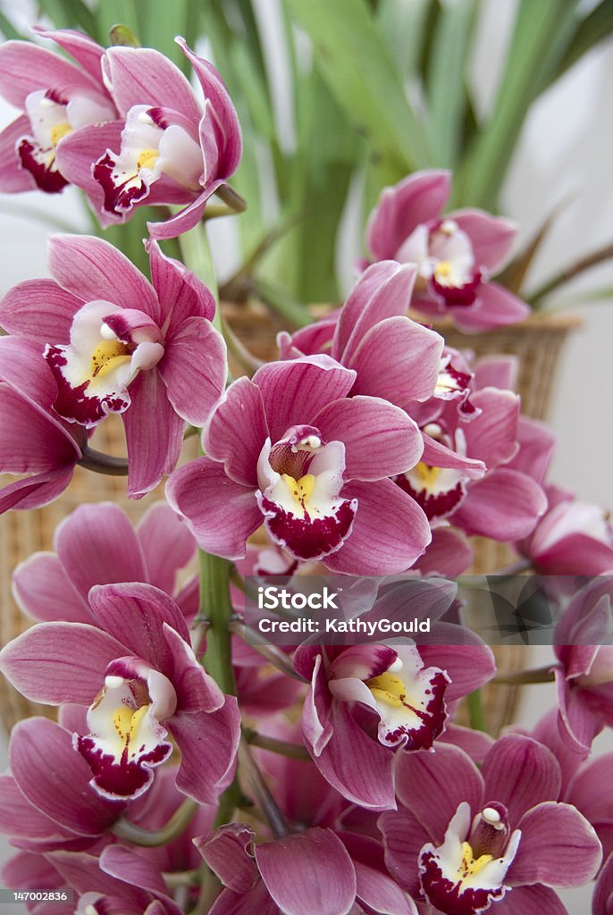 Orquídeas em plena floração - Foto de stock de Arbusto royalty-free