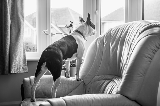 Boston Terrier dog standing on a soft leather chair looking out of a window