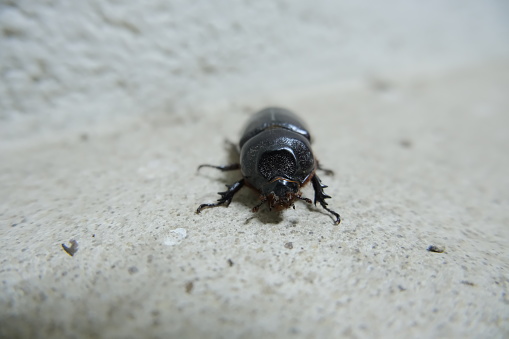 Close-up shot of a black scarab on the ground.
