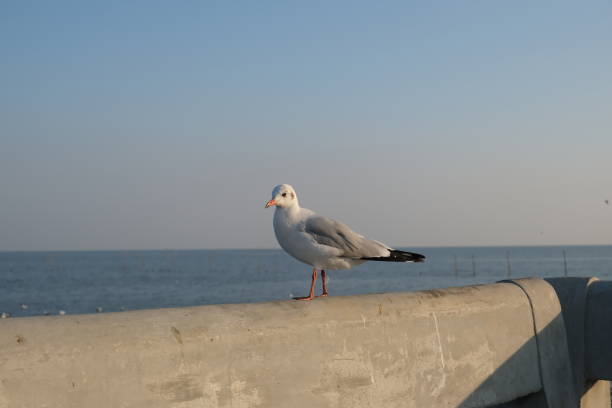 istock A seagull walks on the railing of the bridge. 1470029079