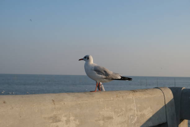 istock Seagulls waiting for their food. 1470029089