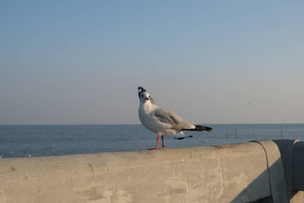 istock Seagulls gather on the seashore. 1470029108