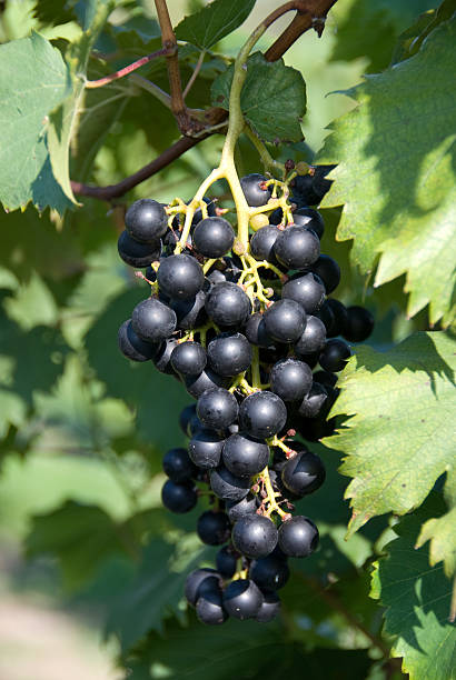Ripe grapes stock photo