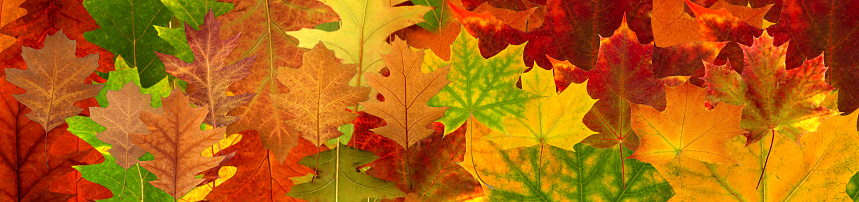 Image of autumn leaves on an orange blurry background