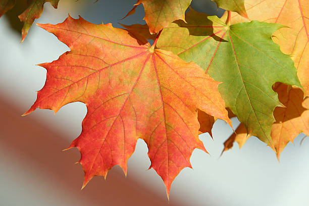 カラフルな秋の葉 - sugar maple ストックフォトと画像