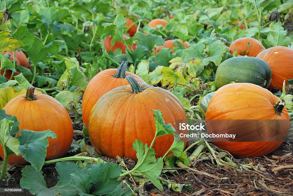 Pumpkin Patch Unpicked pumpkins growing in pumpkin patch Pumpkin Patch Stock Photo