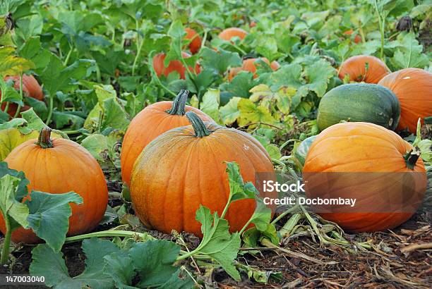 Pumpkin Patch Stock Photo - Download Image Now - Pumpkin Patch, Pumpkin, Vegetable Garden
