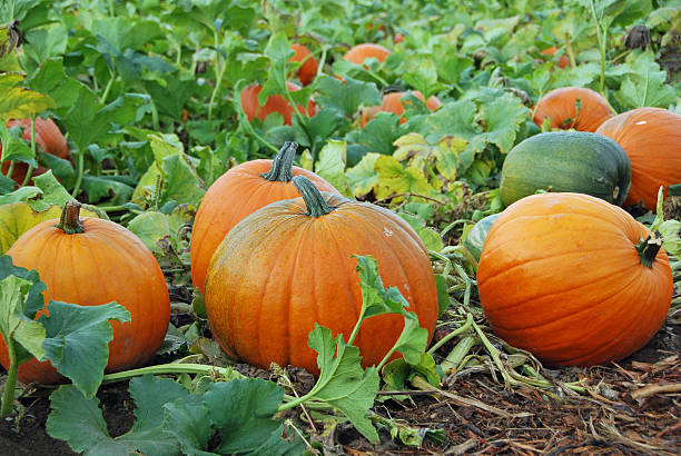 plantação de abóboras - pumpkin patch imagens e fotografias de stock