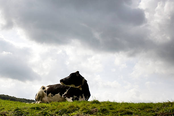 Cow in the grass stock photo