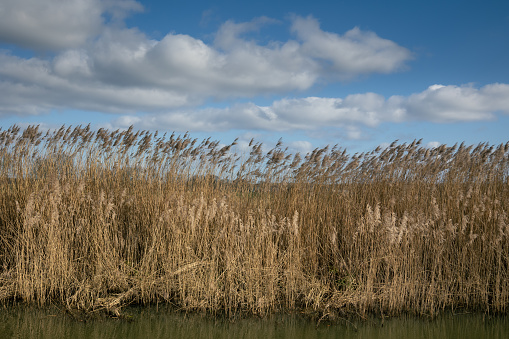 Waving reeds in the strong winter wind along the side of the ditch, a typical Dutch picture in the province of Drenthe near the village of Dalerveen
