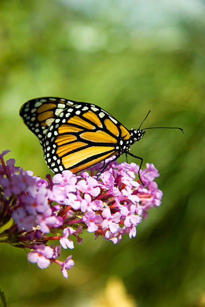 Foto de mariposa monarca en Bloosems - foto de stock