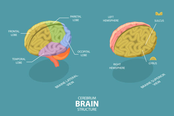 3D Isometric Flat Vector Conceptual Illustration of Cerebrum Brain Structure 3D Isometric Flat Vector Conceptual Illustration of Cerebrum Brain Structure, Neurological Education Diagram cortex stock illustrations