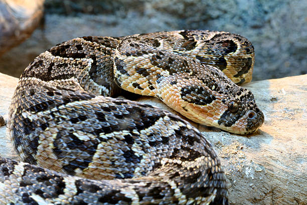 Puff Adder Large aggressive extremely poisonous African Snake species. puff adder bitis arietans stock pictures, royalty-free photos & images