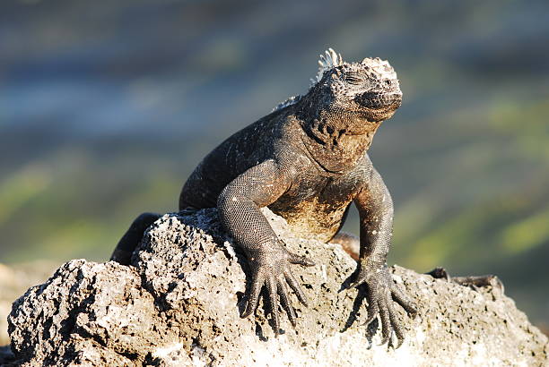 istock Marine iguana sun worshipping 147003207