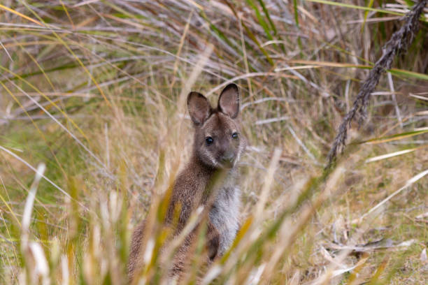 wild bush wallaby looking at camera Wild Bennett's wallaby on Bruny Island Tasmania tasmanian animals stock pictures, royalty-free photos & images