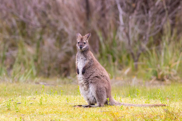 istock Bennett's wallaby on Bruny Island Tasmania 1470032317
