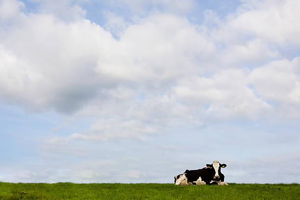 Cow in the field stock photo