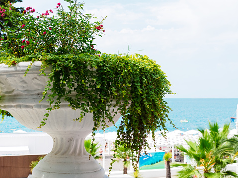 large white flowerpot with a decorative ampelous plant and flowers against the sea