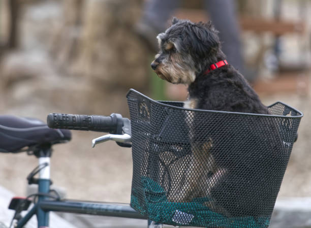 istock Dog in a bike basket 1470033184