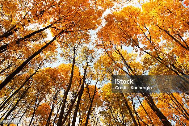 쿠폴라 오렌지 잎사귀가 보입니다 0명에 대한 스톡 사진 및 기타 이미지 - 0명, 가을, 갈색