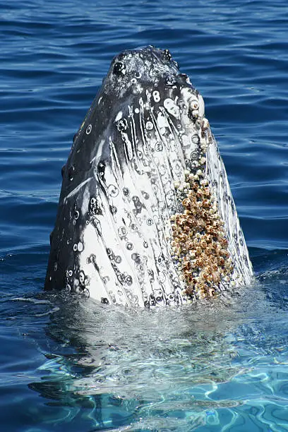 Humpback Whale covered in barnacles poking it's nose out of the water. This was taken in Hervey Bay, Queensland, Australia during September.