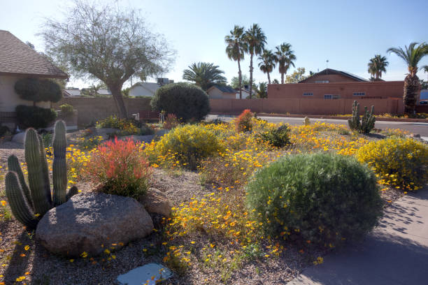 istock Back lit xeriscaped street corner in Phoenix, Arizona 1470033883