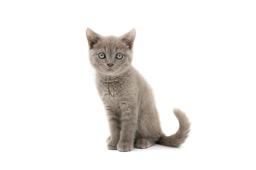 Close up view of gray tabby cute kitten. Pets and lifestyle concept. Lovely fluffy cat on grey background.