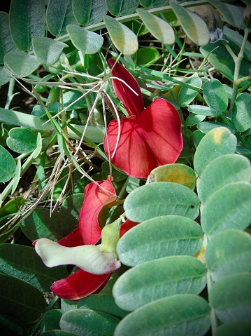 hiking the waihe'e coastal dunes & wetlands refuge on the island of maui, hawai'i - u.s.a.