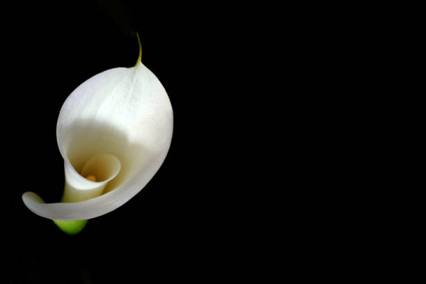 istock Sympathy card with white calla lily isolated on black background with copy space. Funeral flower. 1470034552