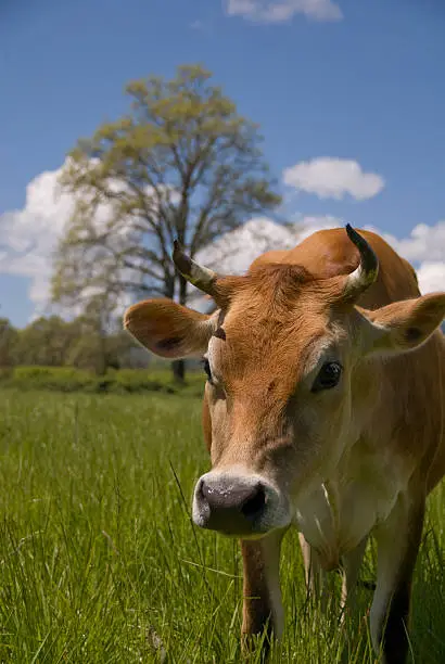 A pretty cow in field of lush green grass, California.