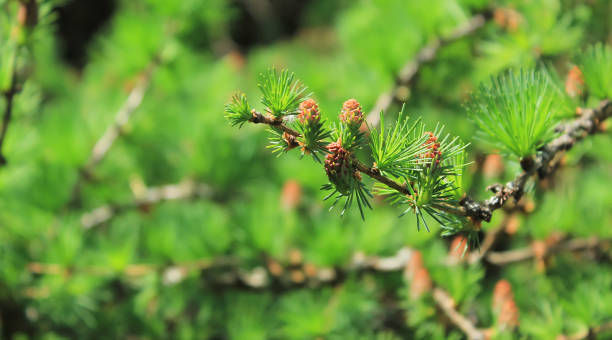 Larch tree fresh pink cones blossom at spring on nature background. Branches with young needles European larch Larix decidua with pink flowers.