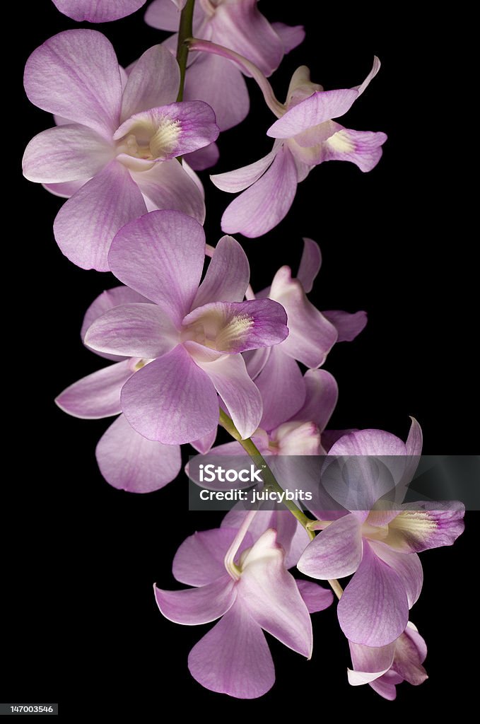 Różowy storczyk orchid wyizolowane na czarnym tle - Zbiór zdjęć royalty-free (Bez ludzi)