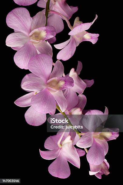 Różowy Storczyk Orchid Wyizolowane Na Czarnym Tle - zdjęcia stockowe i więcej obrazów Bez ludzi - Bez ludzi, Bliskie zbliżenie, Botanika