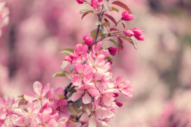 istock Blooming pink tree against on a pink background on bright sunny day. Spring flowers in nature.  Shallow depth of field, vintage muted tones. 1470035546