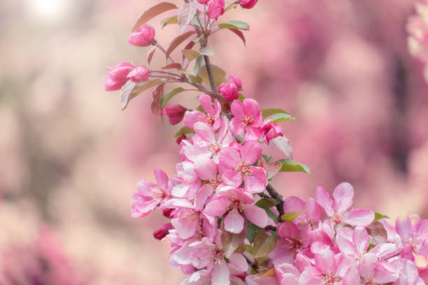 istock Blooming pink tree against on a pink background on bright sunny day. Spring flowers in nature.  Shallow depth of field. 1470035661