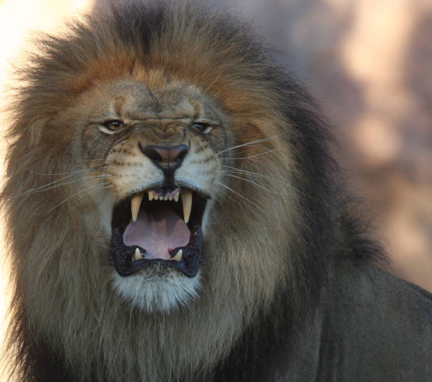istock African Male Lion 147003642
