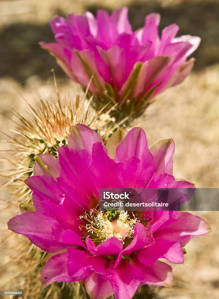 Cacto Hedgehog em Bloom - Royalty-free Afiado Foto de stock