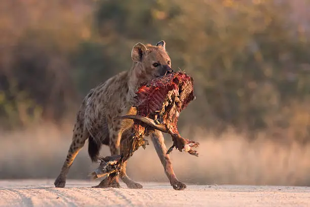 Photo of Spotted Hyena in road