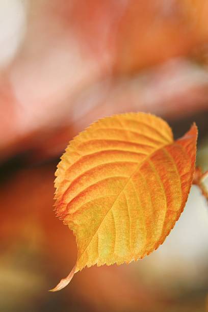 Orange leaf stock photo